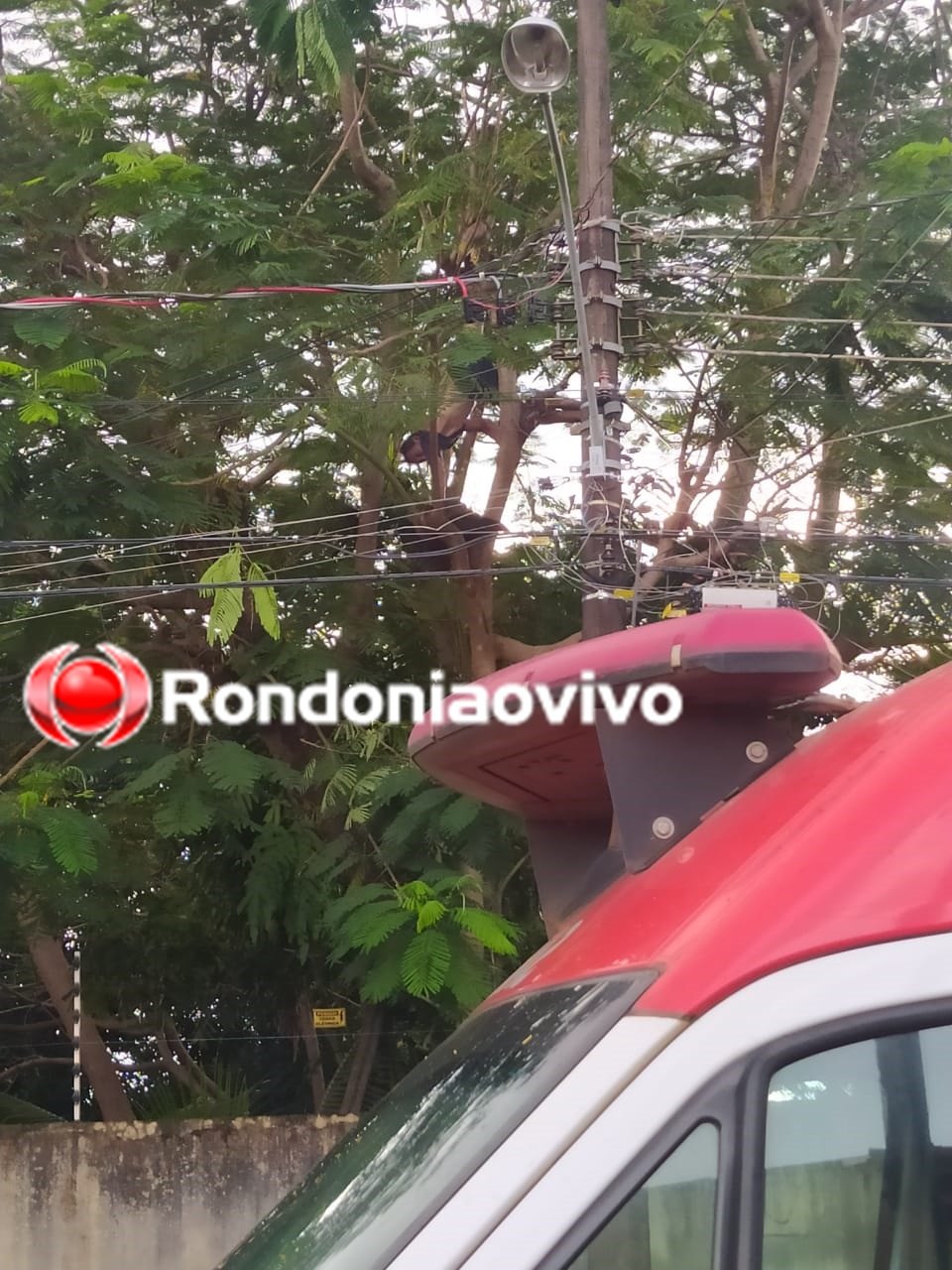 VÍDEO: Homem sofre choque em corte de árvore e fica de ponta-cabeça 