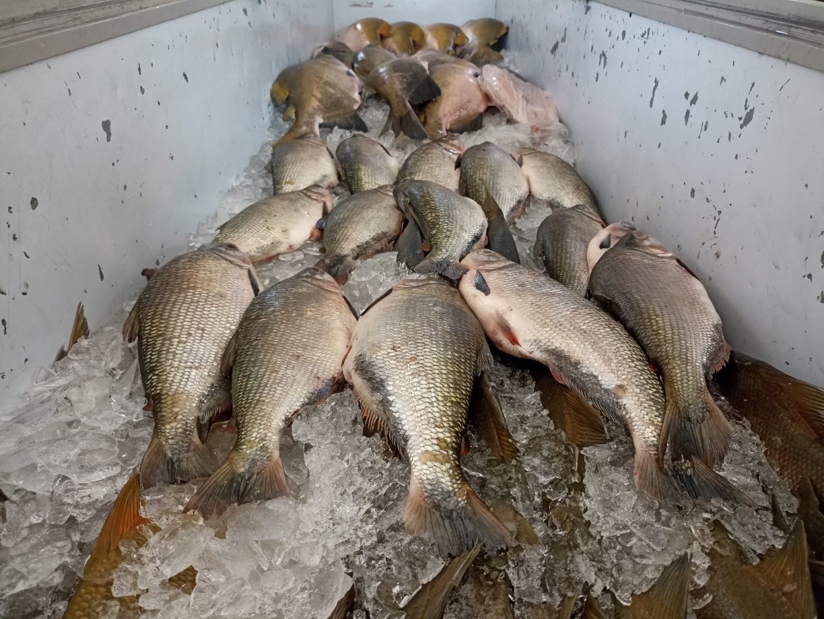 PEIXARIA FP: Encomende antecipadamente seu tambaqui em Porto Velho