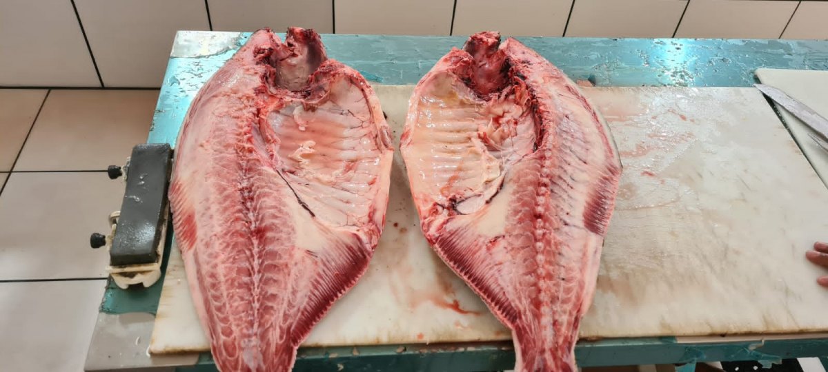 PEIXARIA FP: Encomende antecipadamente seu tambaqui em Porto Velho