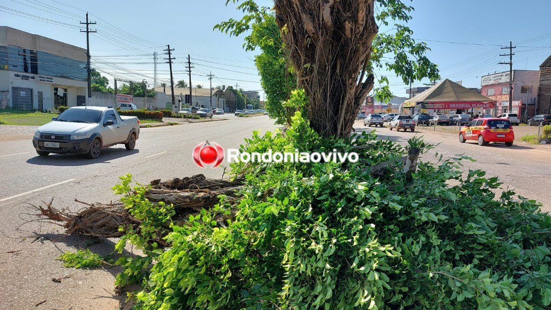 SUSTO: Médica tem carro atingido por árvore que caiu no meio de avenida