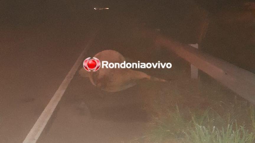 VÍDEO: Boi vai parar dentro de ônibus após atropelamento na BR-364