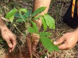 NATUREZA: Energisa recebe ISO 14001:2015 por redução de impacto ambiental