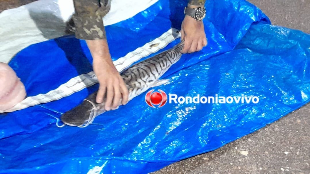 PESCA PREDATÓRIA: Homens são presos na BR-364 com 350 quilos de peixes