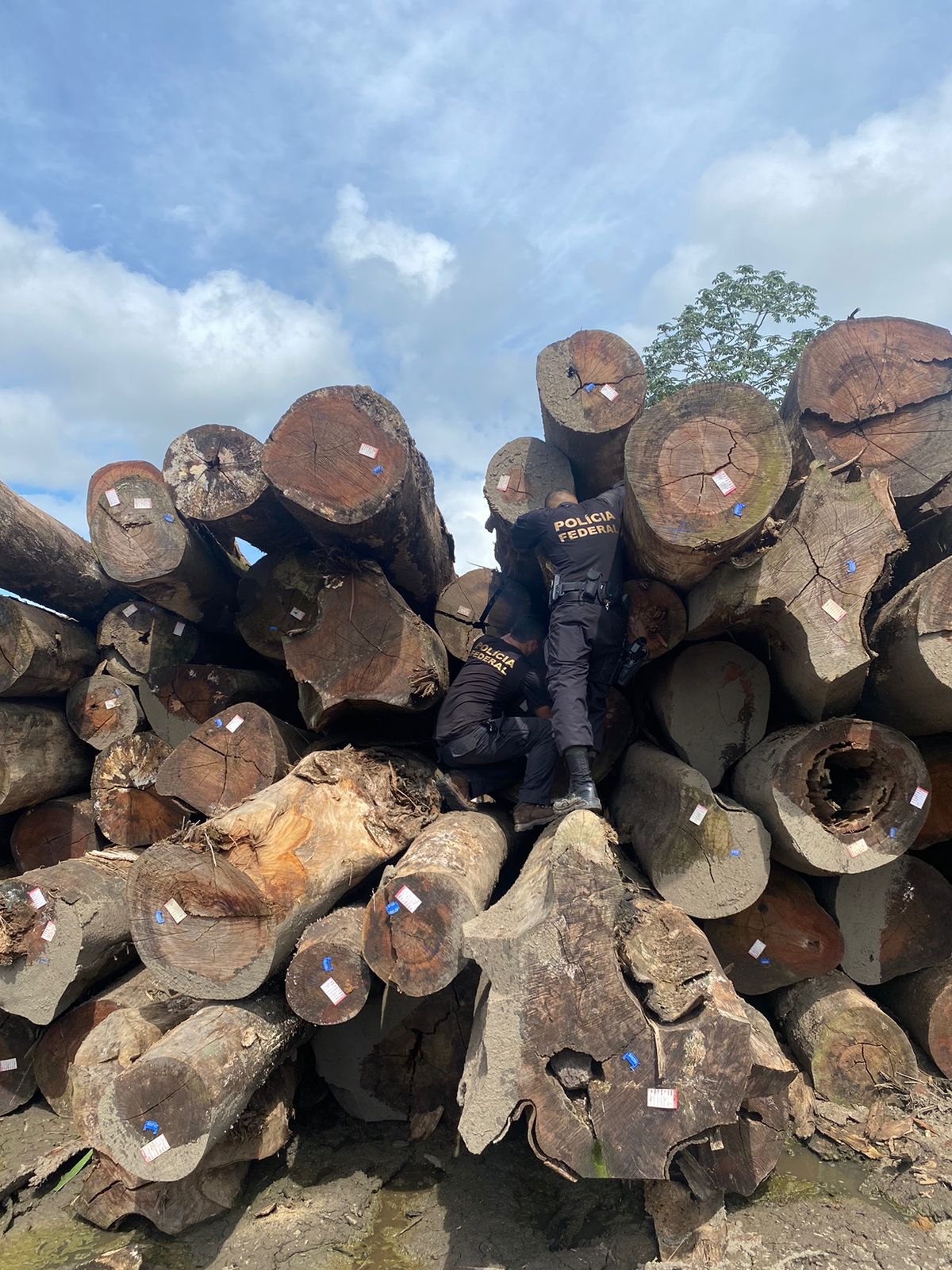 AÇÃO: PF realiza operação para retirada de invasores da Terra Indígena Karipuna