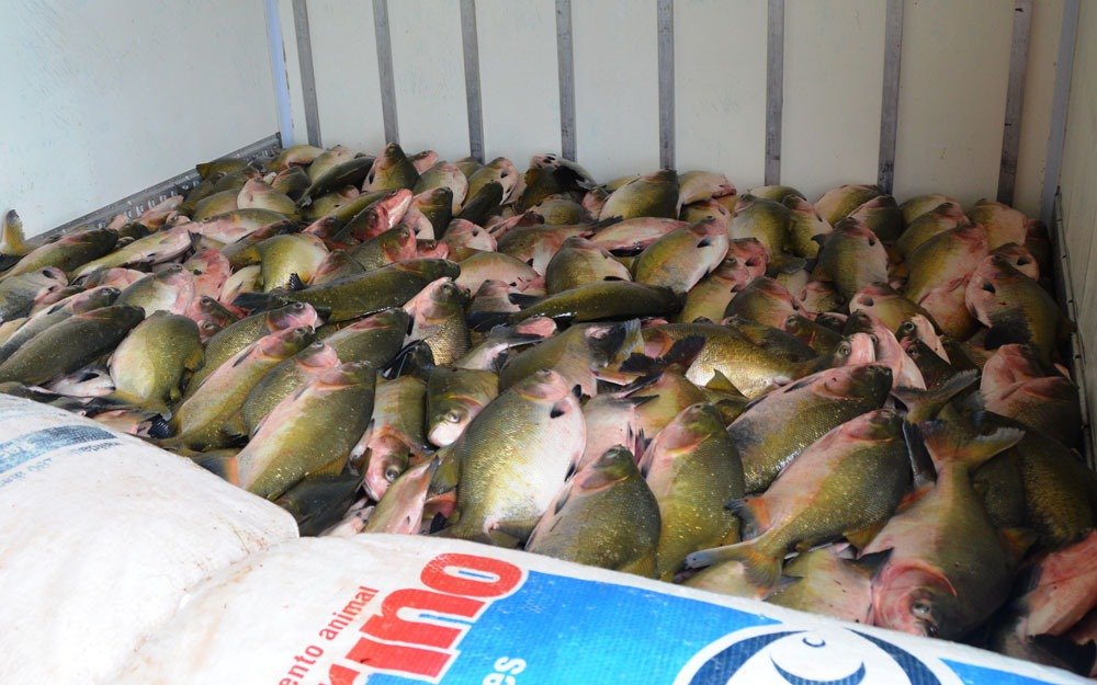 PESCA: Peixe de cativeiro produzido em Rondônia é a melhor opção de consumo