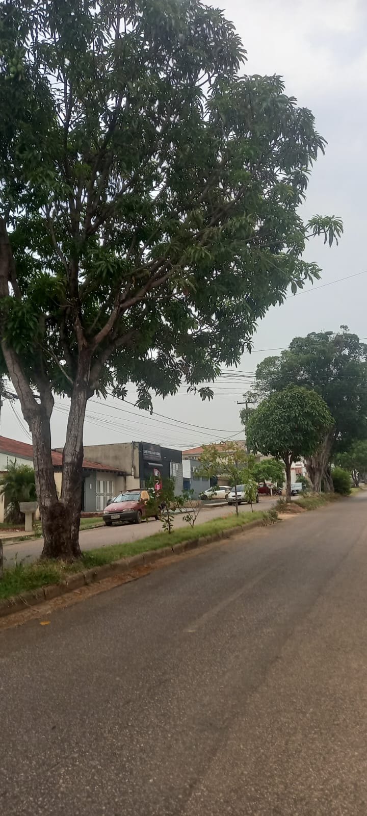 EDWILSON NEGREIROS: Prefeitura atende ao pedido de vereador e realiza poda de árvore na capital