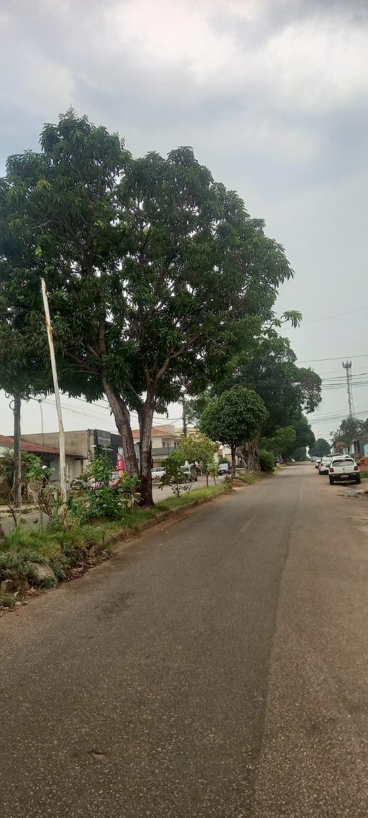 EDWILSON NEGREIROS: Prefeitura atende ao pedido de vereador e realiza poda de árvore na capital