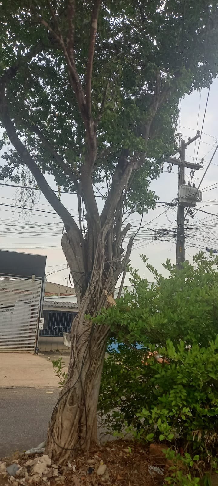 EDWILSON NEGREIROS: Prefeitura atende ao pedido de vereador e realiza poda de árvore na capital