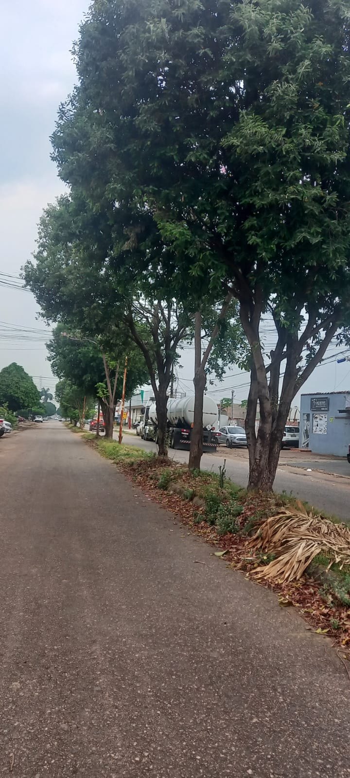 EDWILSON NEGREIROS: Prefeitura atende ao pedido de vereador e realiza poda de árvore na capital