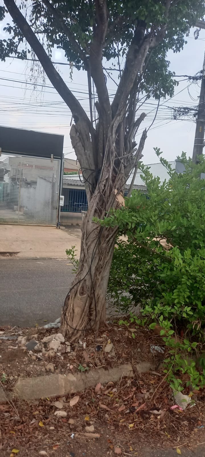 EDWILSON NEGREIROS: Prefeitura atende ao pedido de vereador e realiza poda de árvore na capital