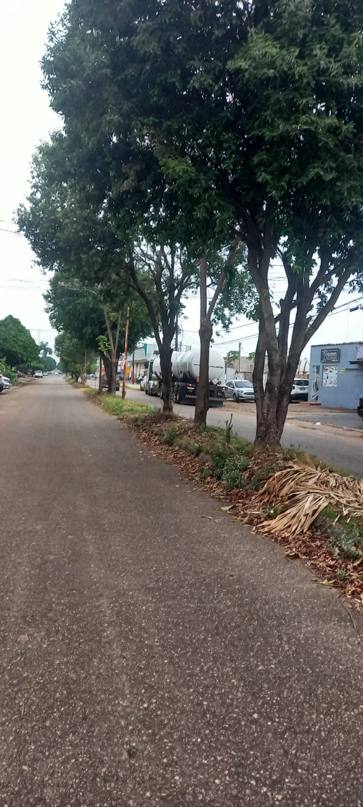 EDWILSON NEGREIROS: Prefeitura atende ao pedido de vereador e realiza poda de árvore na capital