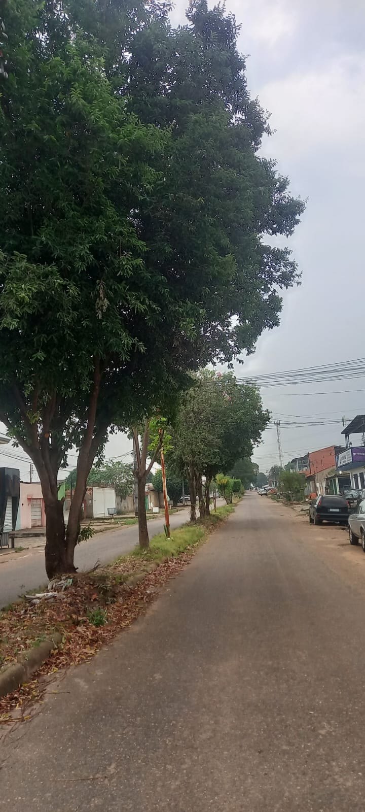 EDWILSON NEGREIROS: Prefeitura atende ao pedido de vereador e realiza poda de árvore na capital
