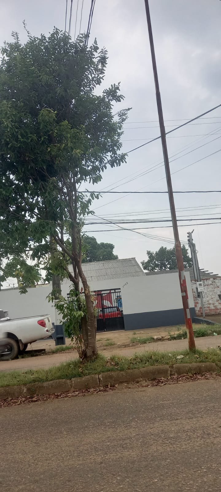 EDWILSON NEGREIROS: Prefeitura atende ao pedido de vereador e realiza poda de árvore na capital