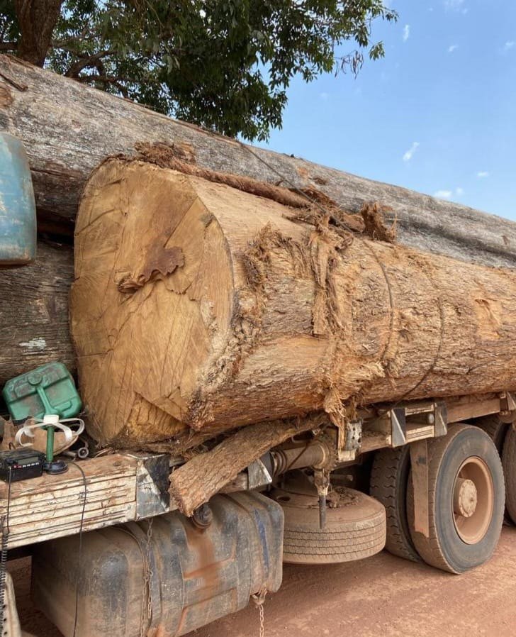 AÇÃO DA PF: Caminhoneiro é preso por receptação de madeira retirada de Terra Indígena