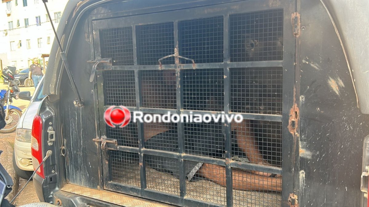 CURIOSO: BPTAR prende foragido que observava local de homicídio no Orgulho do Madeira 