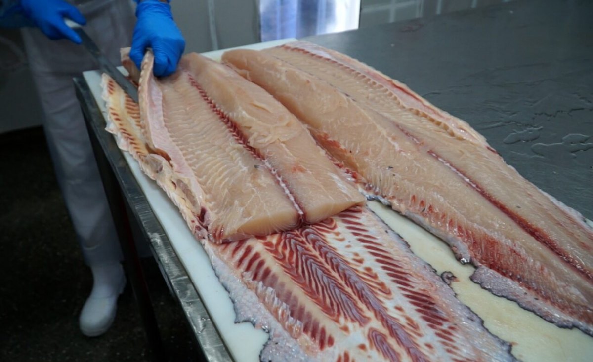 PRODUÇÃO SUSTENTÁVEL: Rondônia avança com certificação Sisbi para indústria de pescados