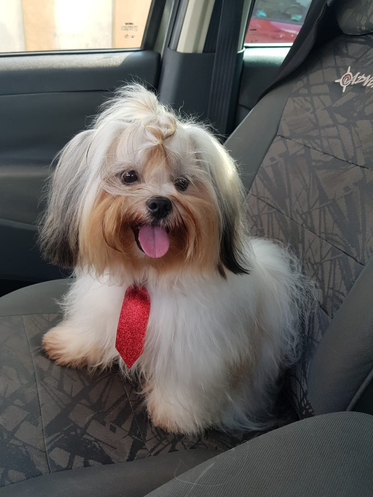 VÍDEO: Procura-se cachorrinho 'Calebe' que sumiu no bairro Lagoinha 