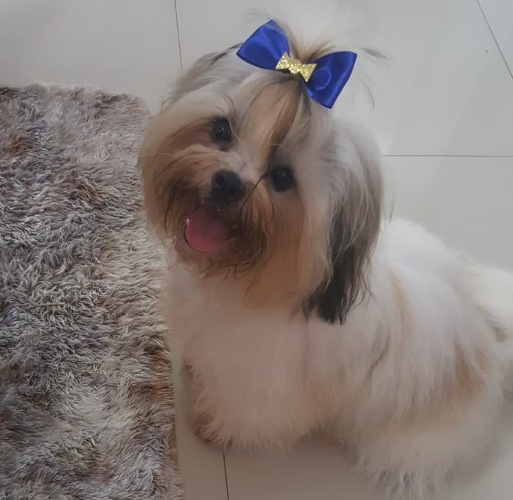 VÍDEO: Procura-se cachorrinho 'Calebe' que sumiu no bairro Lagoinha 