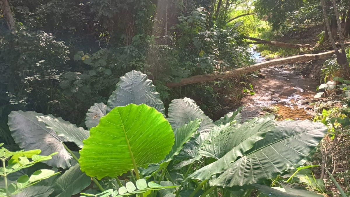 TURISMO URBANO: Um paraíso no meio da cidade, assim é o bosque de Ouro Preto do Oeste 