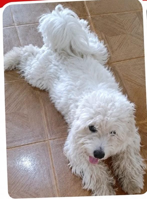 VOCÊ VIU?: Tutor busca por cachorro desaparecido em PVH 
