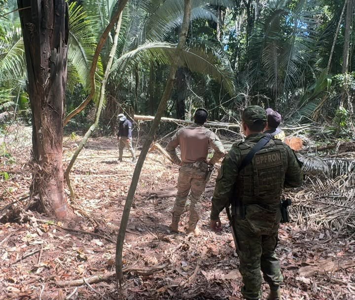 IGARAPÉ LAGE: PF combate extração ilegal de madeira em terra indígena de Rondônia