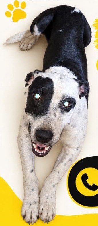 PROCURA-SE: Cachorra Herança desaparece e família pede ajuda para encontrá-la