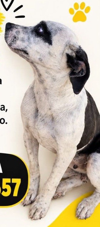 PROCURA-SE: Cachorra Herança desaparece e família pede ajuda para encontrá-la
