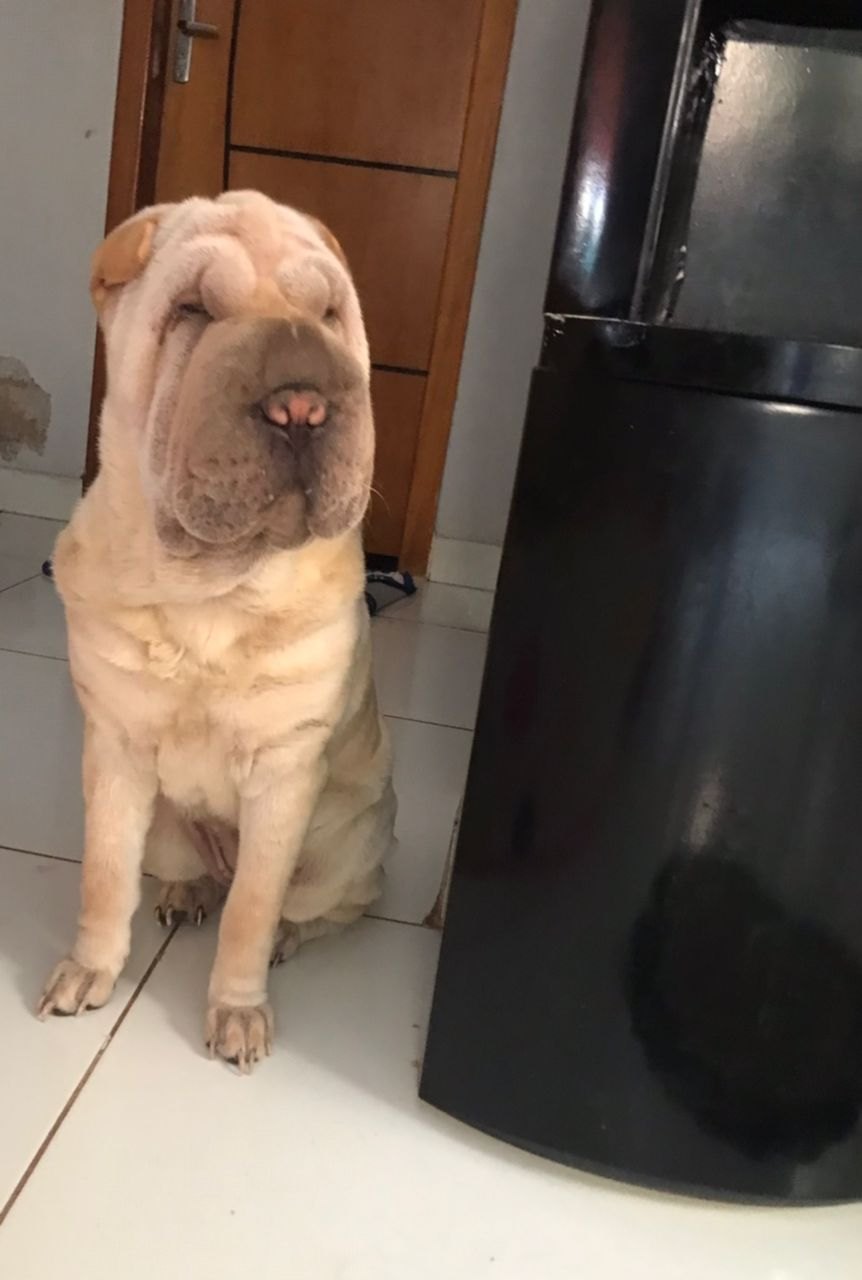 PROCURA-SE: Tutor pede ajuda para encontrar cadela sharpei desaparecida na capital