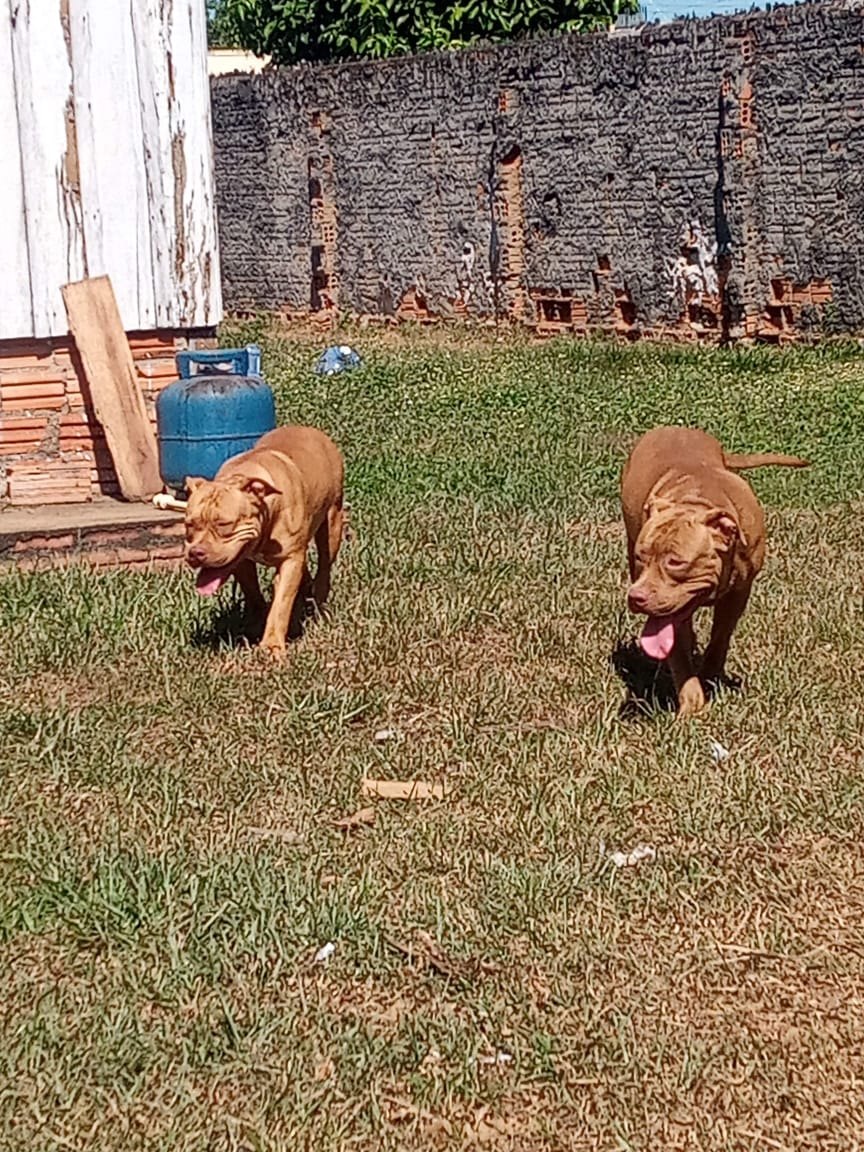 Cadelas da raça PitBull desaparecem e dono oferece recompensa para quem encontrá-las