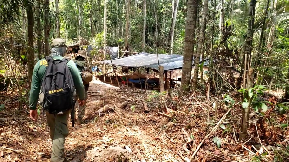  IRATUS: PF deflagra operação em combate a extração de madeira em terra indígena