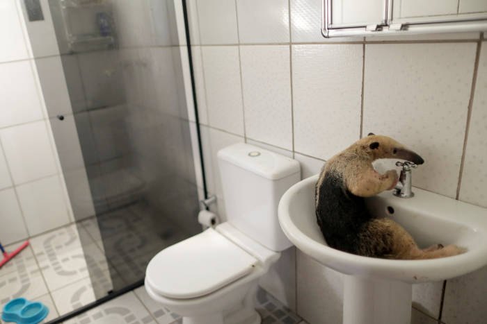 IMPRENSA INTERNACIONAL: Fotos mostram sofrimento de animais por conta de queimadas em Porto Velho
