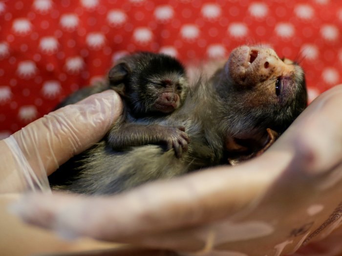 IMPRENSA INTERNACIONAL: Fotos mostram sofrimento de animais por conta de queimadas em Porto Velho