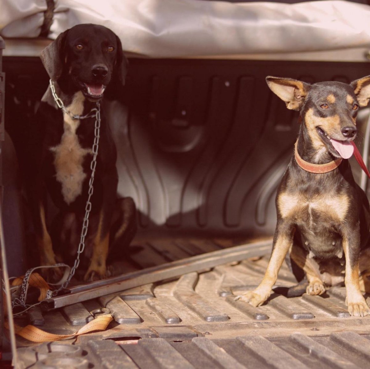 VILHENA: Animais são abandonados por um mês, após casal se mudar