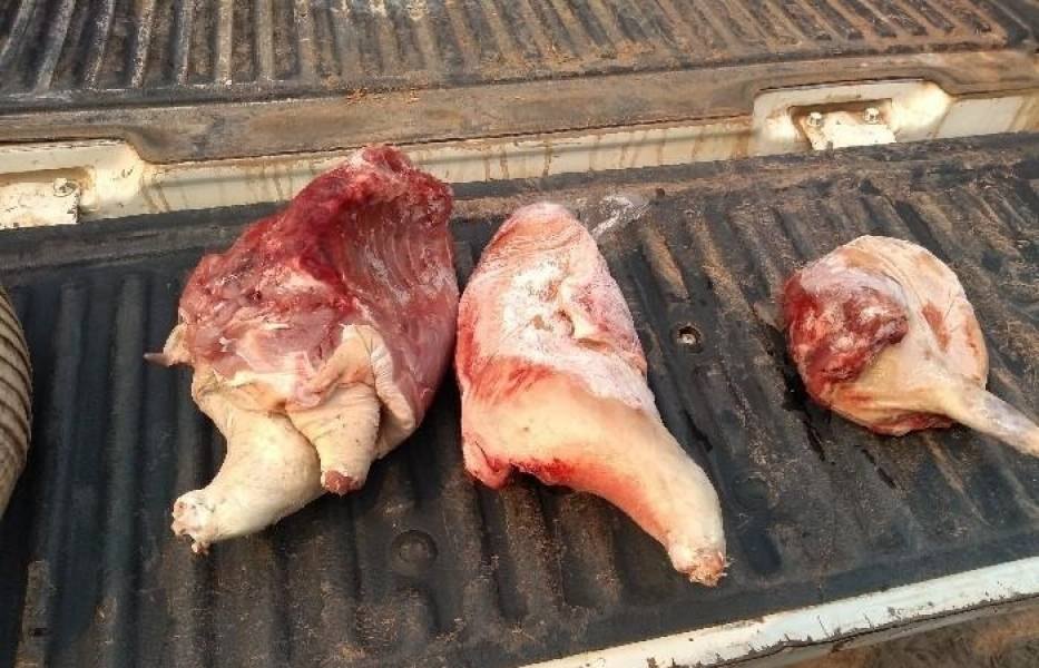 EM CATIVEIRO: Suspeito de tráfico de drogas, sitiante é preso com animais silvestres abatidos