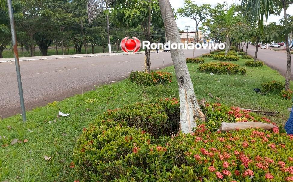 NA FRENTE DA PM: Mulher sobe canteiro central e bate em árvore para não matar motociclista
