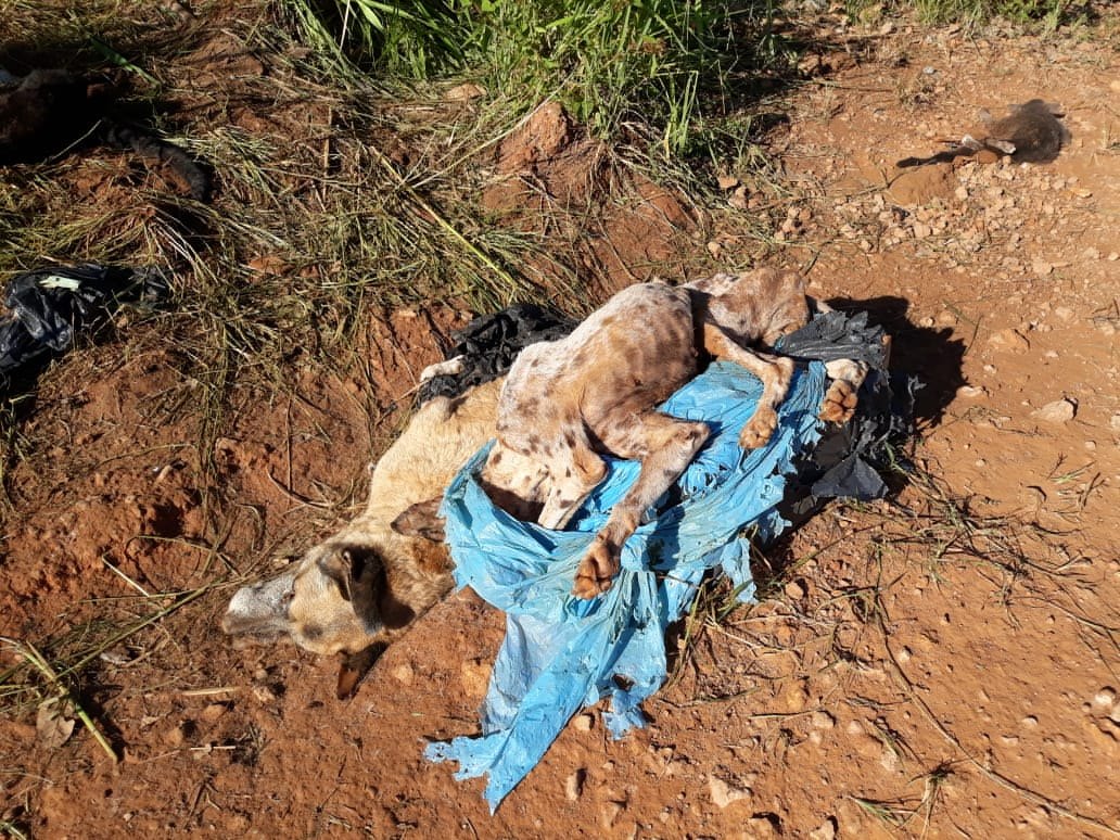 CRIME AMBIENTAL: Cachorros e gatos são desovados ao lado de condomínio na capital