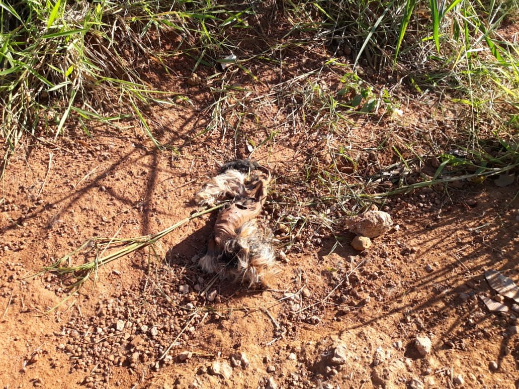 CRIME AMBIENTAL: Cachorros e gatos são desovados ao lado de condomínio na capital