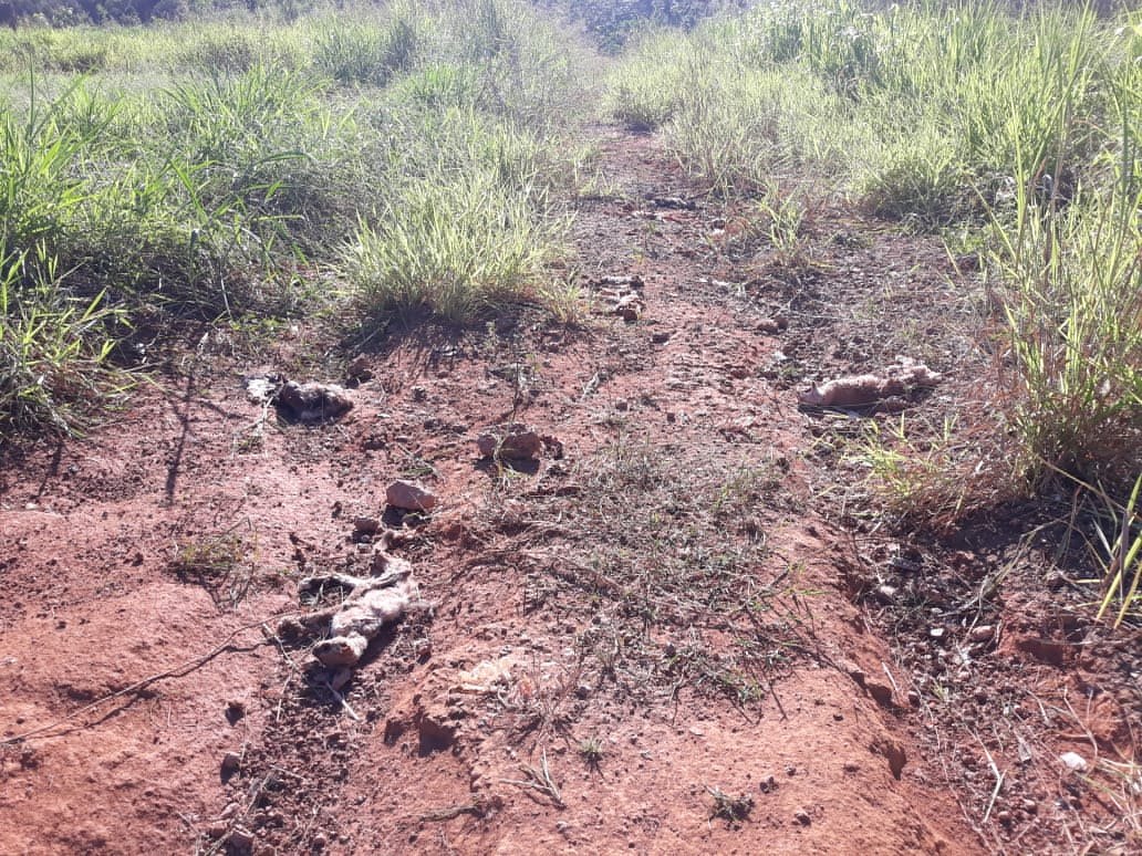 CRIME AMBIENTAL: Cachorros e gatos são desovados ao lado de condomínio na capital
