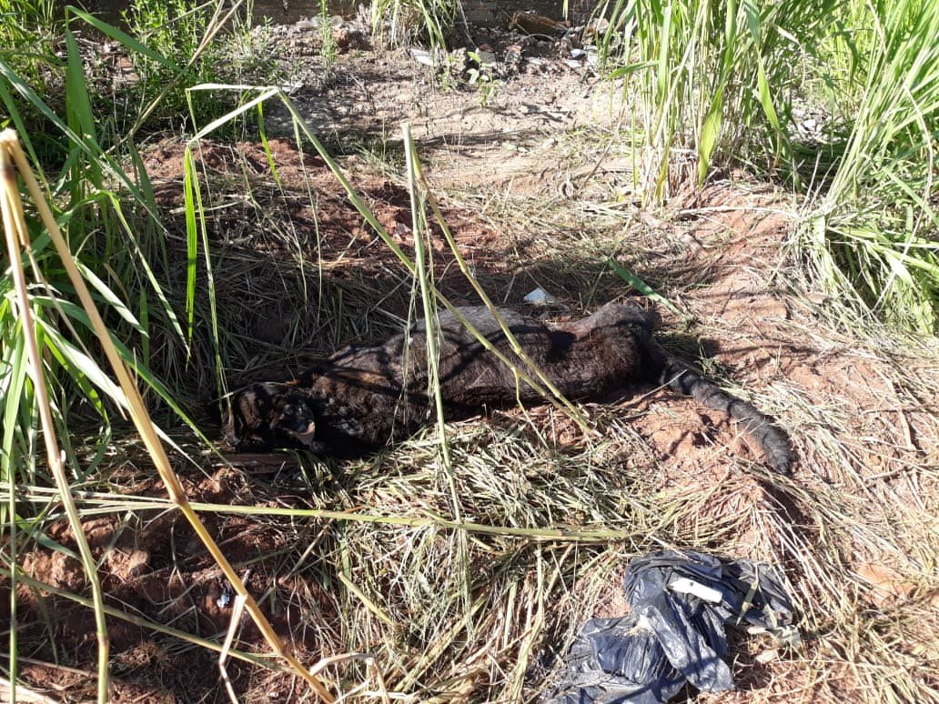 CRIME AMBIENTAL: Cachorros e gatos são desovados ao lado de condomínio na capital