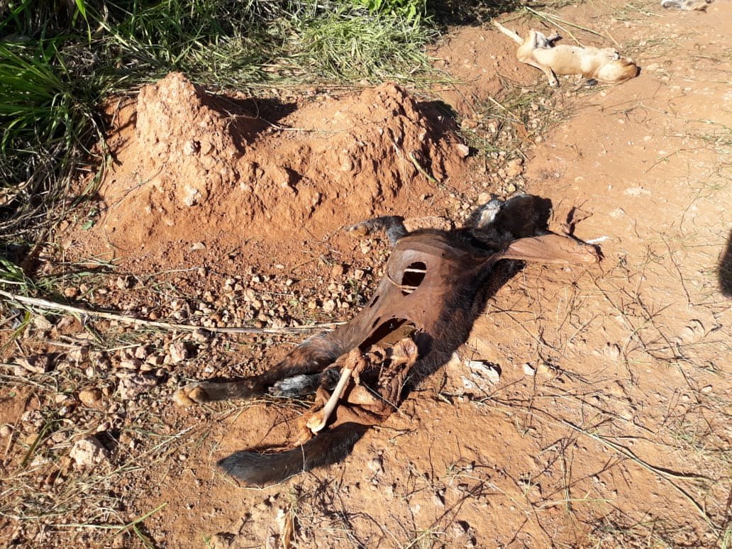 CRIME AMBIENTAL: Cachorros e gatos são desovados ao lado de condomínio na capital