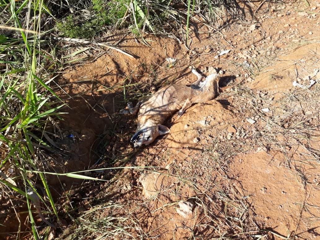 CRIME AMBIENTAL: Cachorros e gatos são desovados ao lado de condomínio na capital