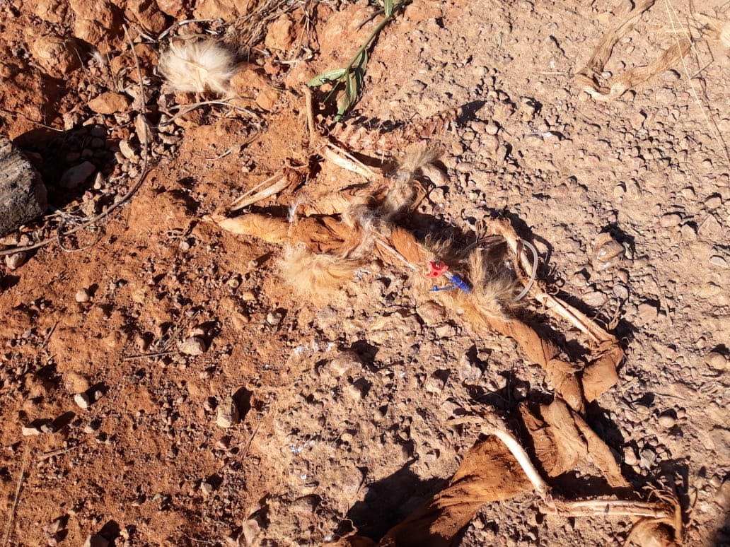 CRIME AMBIENTAL: Cachorros e gatos são desovados ao lado de condomínio na capital