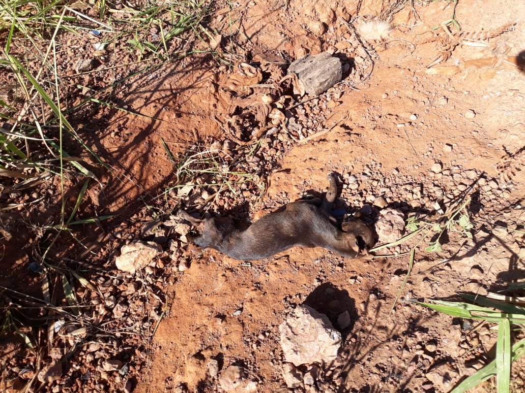 CRIME AMBIENTAL: Cachorros e gatos são desovados ao lado de condomínio na capital