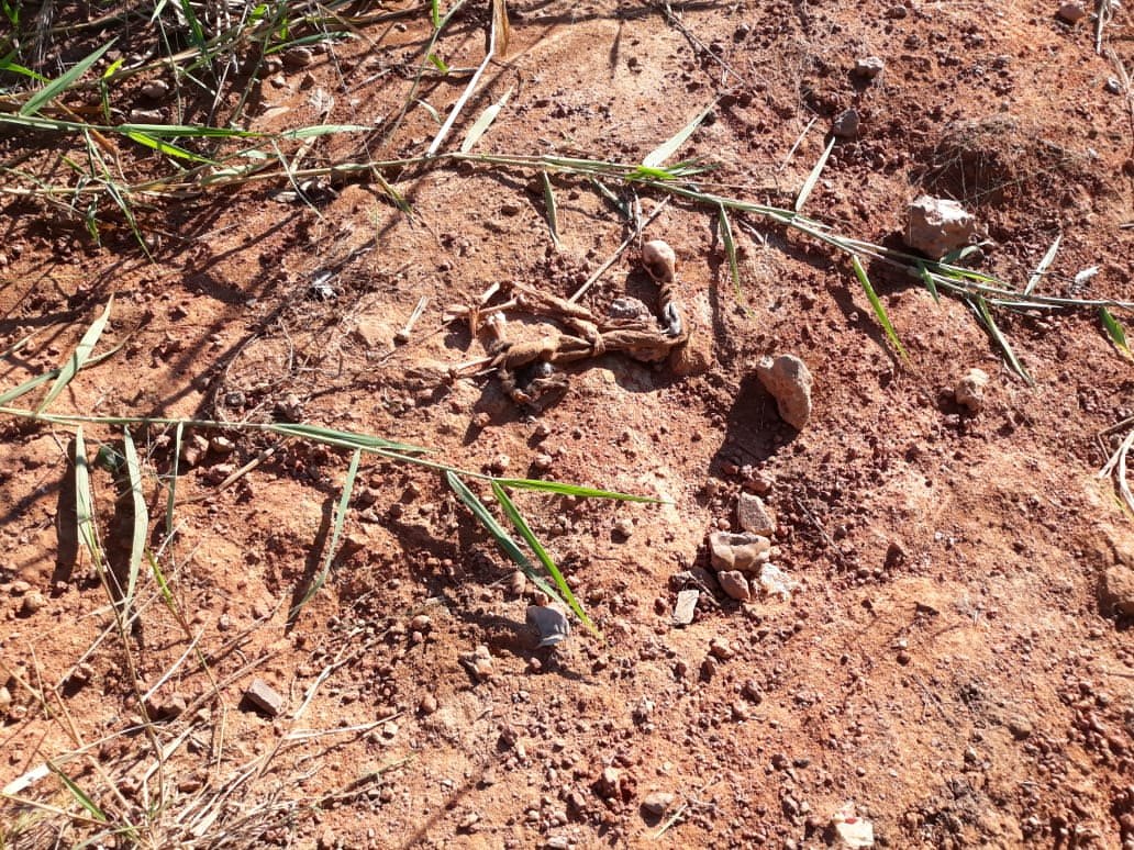 CRIME AMBIENTAL: Cachorros e gatos são desovados ao lado de condomínio na capital