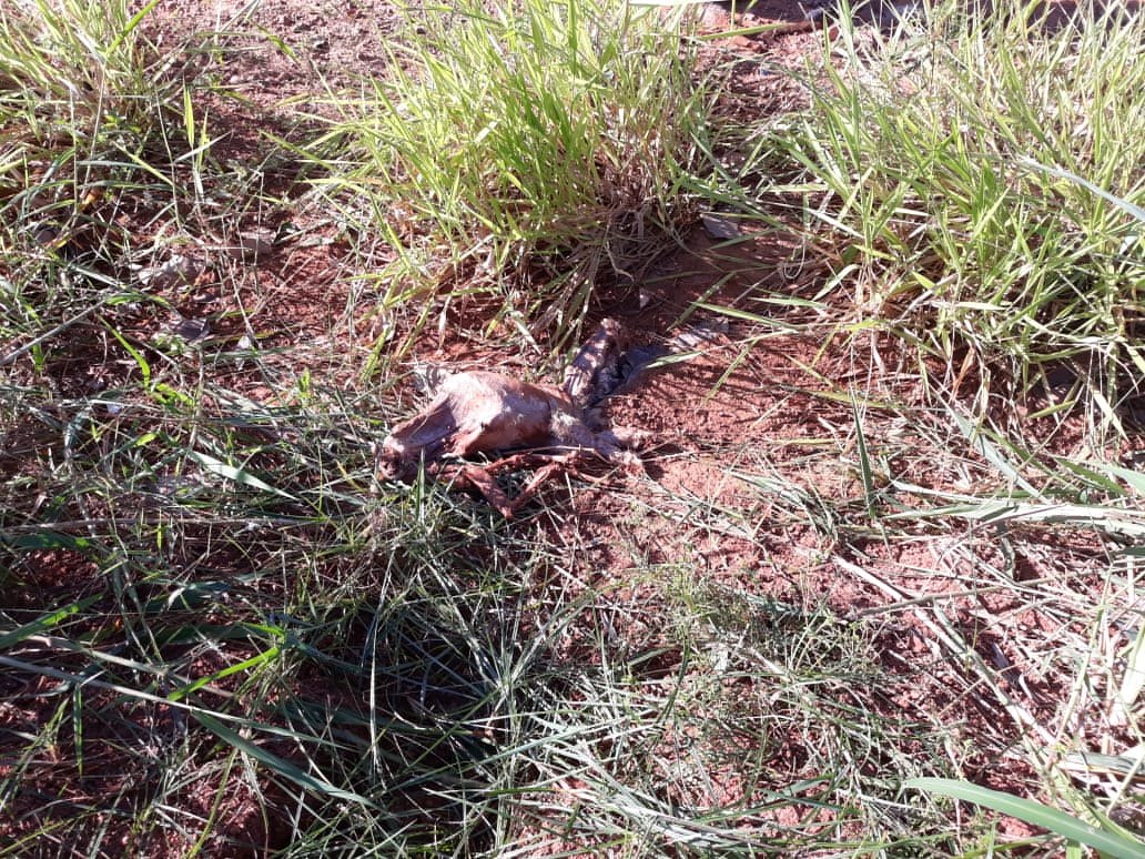 CRIME AMBIENTAL: Cachorros e gatos são desovados ao lado de condomínio na capital