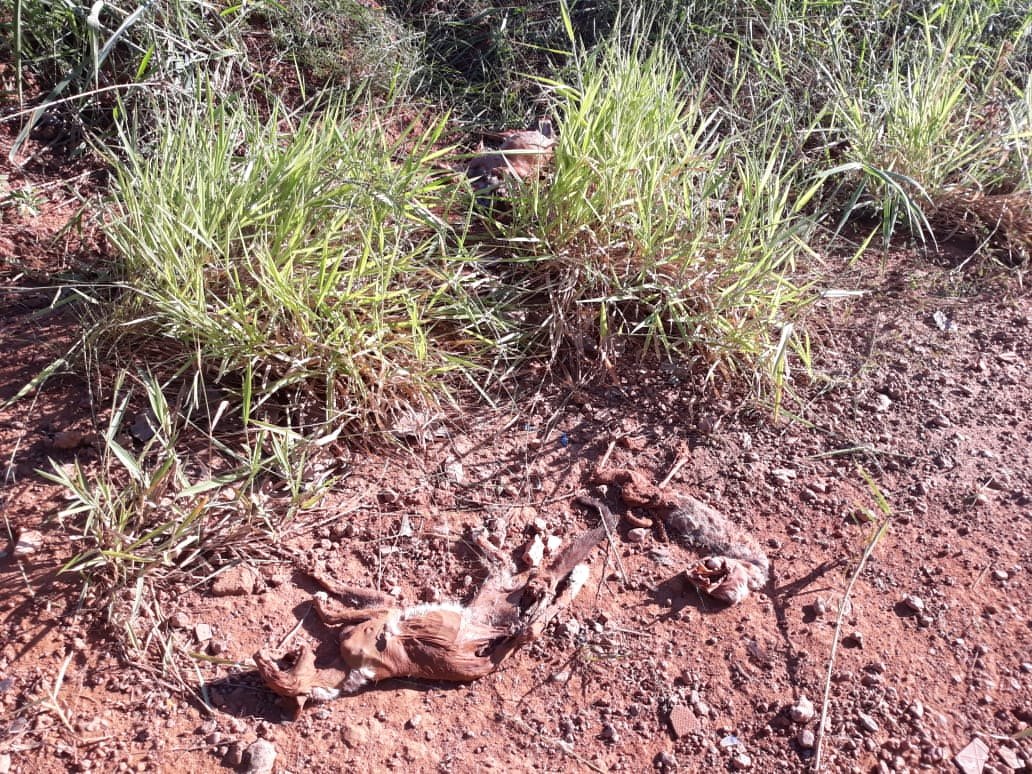 CRIME AMBIENTAL: Cachorros e gatos são desovados ao lado de condomínio na capital