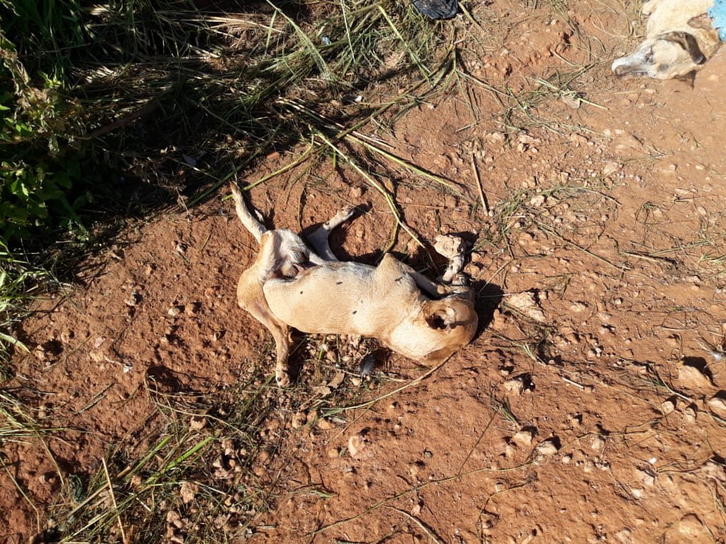 CRIME AMBIENTAL: Cachorros e gatos são desovados ao lado de condomínio na capital