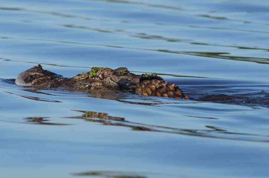 TURISMO: Conheça a comunidade do Lago do Cuniã, na zona rural de Porto Velho