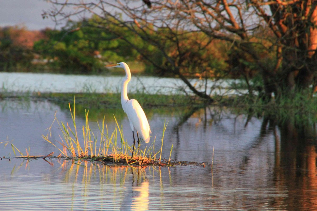 TURISMO: Conheça a comunidade do Lago do Cuniã, na zona rural de Porto Velho