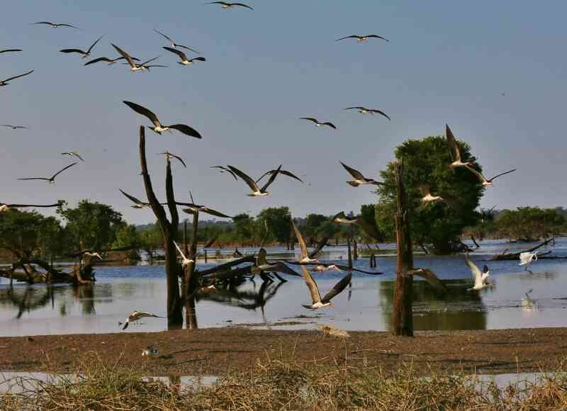 TURISMO: Conheça a comunidade do Lago do Cuniã, na zona rural de Porto Velho